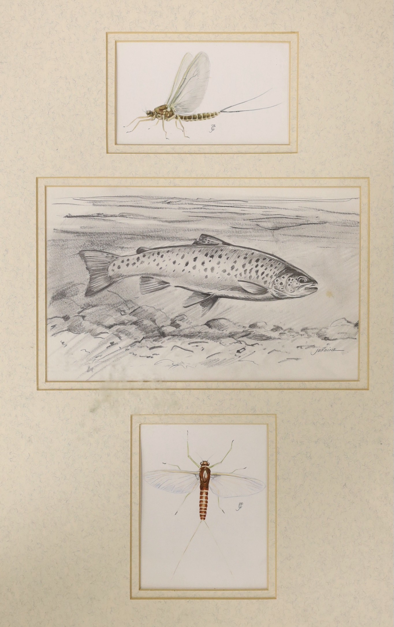 Charles Jardine, pencil and watercolour, Studies of a trout and mayflies, framed as one, largest 15 x 24cm